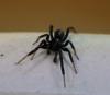 Drassyllus sp.